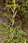 Twistleaf goldenrod